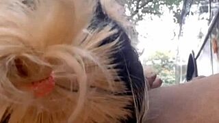 Big cock Latina shemale gives great oral pleasure