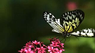 Crystal has a butterfly, or so it is named